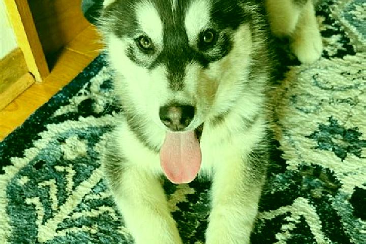 Stella, 31, a black brown-eyed mixed companion based in Schwallungen. Offering Travel Companion, OWO, Overnight. Available for incall and outcall, overnight ...