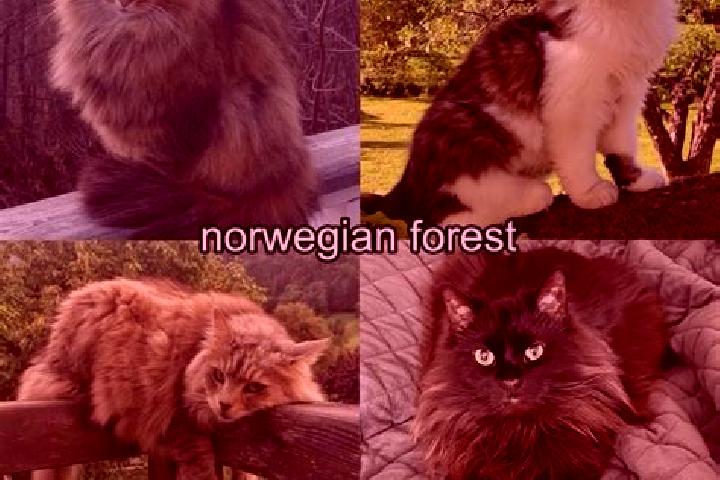 Stella, 32 — Escort in Forset, Norway