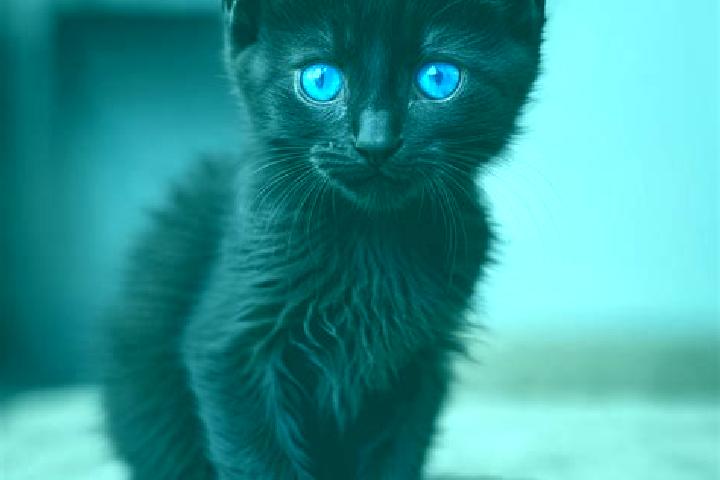 Stella, 33, a black blue-eyed mediterranean companion based in North Berwick. Offering Dinner Date, Domination, GFE. Available for incall and outcall, overni...
