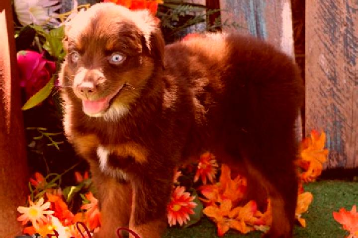 Stella, 35, a red blue-eyed mediterranean companion based in Villafeliche. Offering Massage, Travel Companion, OWO, Domination, Party Girl. Available for inc...