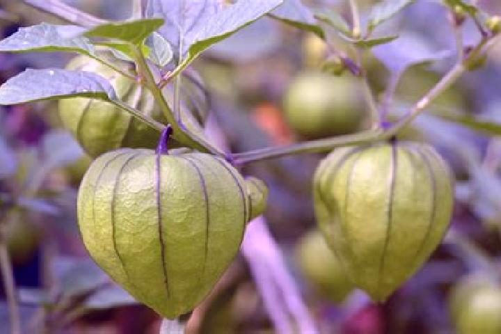 Stella, 36 — Escort in Tomatillo, Mexico