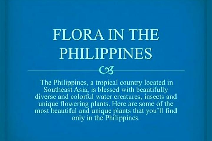Stella, 37 — Escort in Camp Flora, Philippines