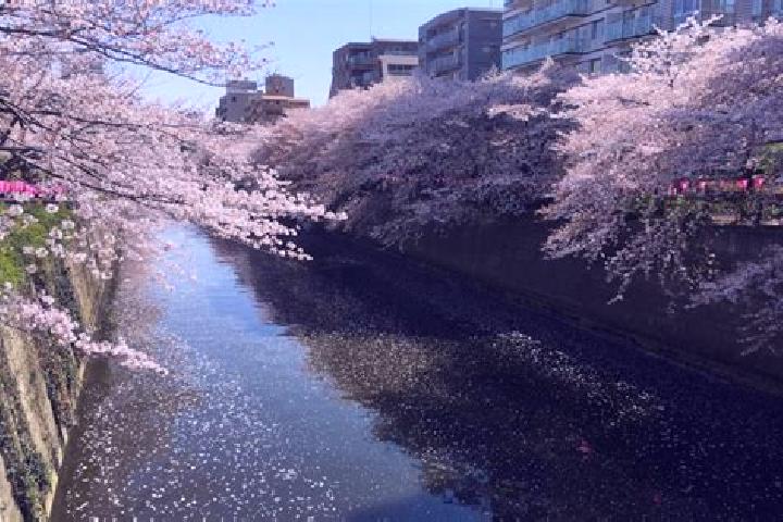 Stella, 37 — Escort in Egota, Japan