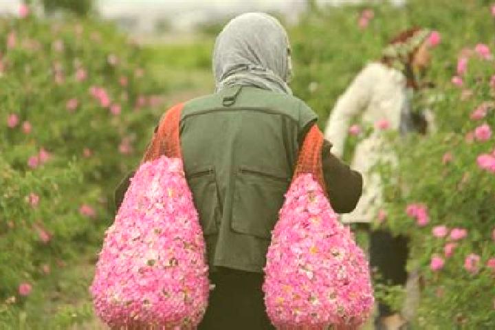 Stella, 37 — Escort in Qamsar, Iran