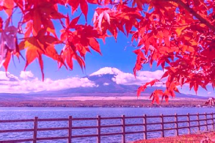 Stella, 38 — Escort in Kitami, Japan