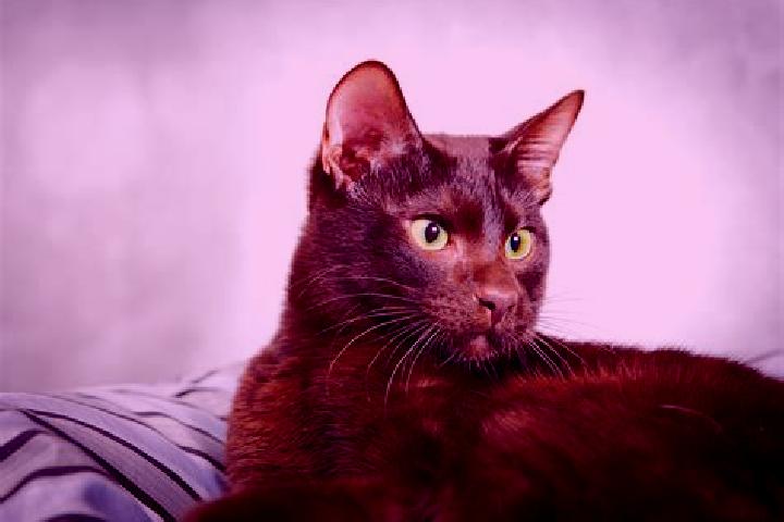 Victoria, 20, a black brown-eyed indian companion based in Saulx-les-Chartreux. Offering Girlfriend Experience, Roleplay, Duos, Domination. Available for inc...