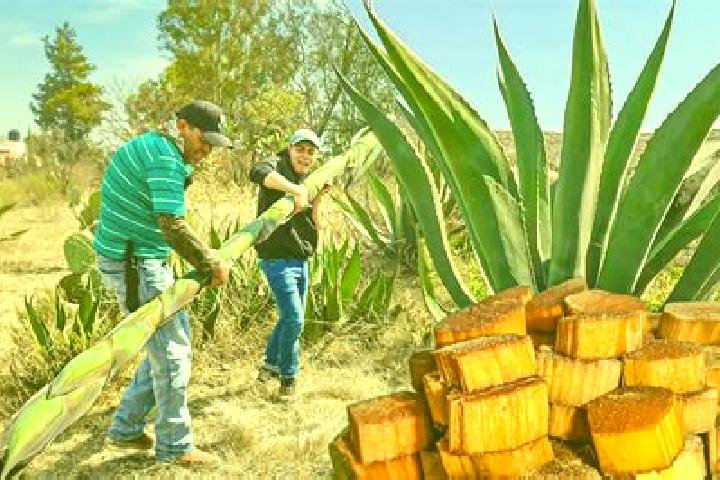 Victoria, 20 — Escort in El Maguey, Mexico