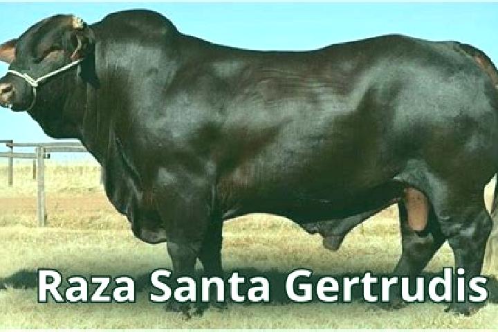 Victoria, 20 — Escort in Santa Gertrudes, Brazil
