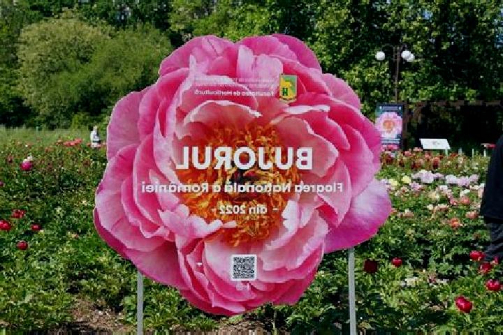 Victoria, 23 — Escort in Targu Bujor, Romania