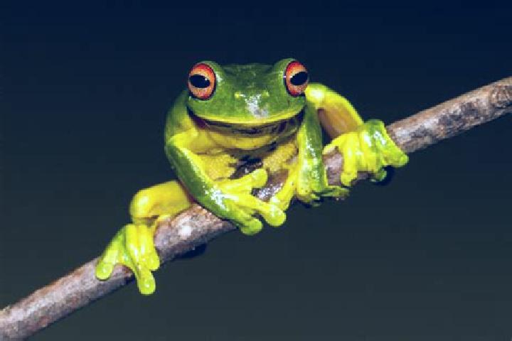 Victoria, 25, a red green-eyed caribbean companion based in Falconara Albanese. Offering Girlfriend Experience, Duos, Domination. Available for incall and ou...