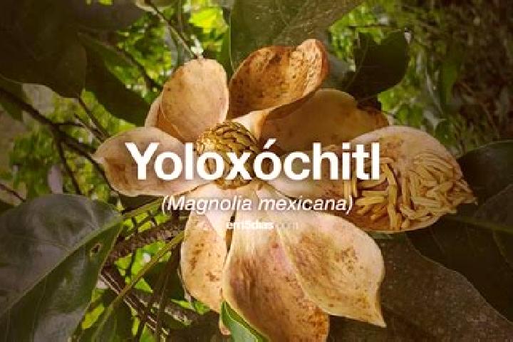 Victoria, 25 — Escort in Yoloxochitl (Santiago Yoloxochitl), Mexico