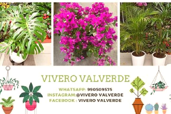 Victoria, 29 — Escort in Fronton Vivero, Mexico