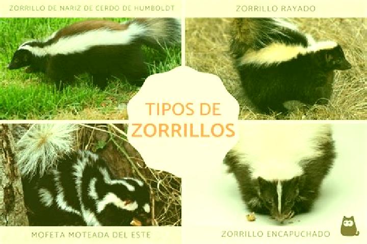 Victoria, 30 — Escort in Benito Garcia (El Zorrillo), Mexico