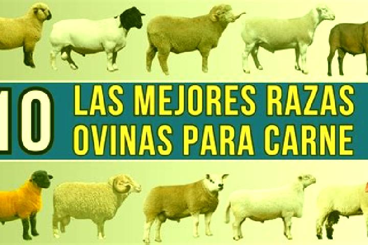 Victoria, 31 — Escort in Las Ovejas, Argentina