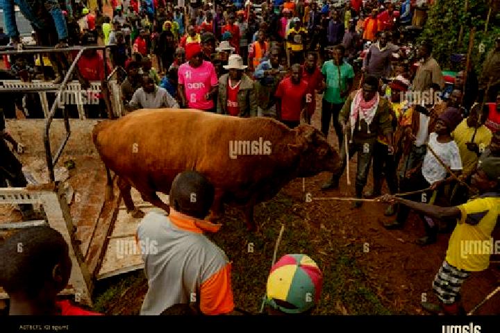 Victoria, 33 — Escort in Khayega, Kenya