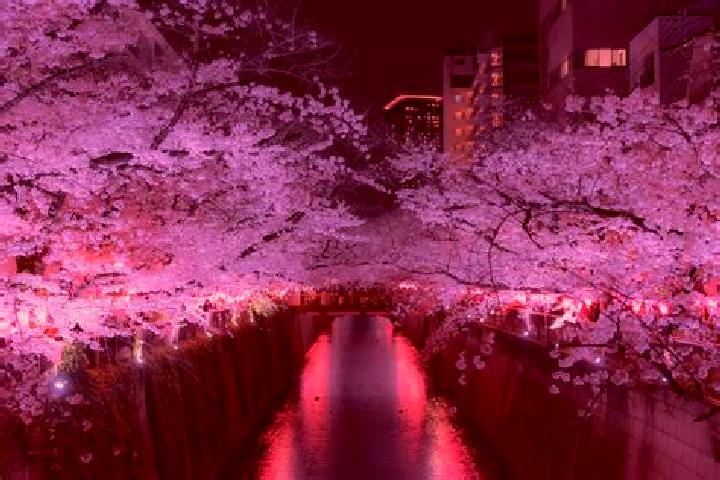 Victoria, 35 — Escort in Meguro, Japan
