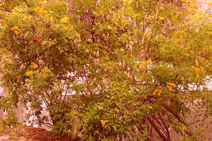 Victoria, 36 — Escort in El Vainillo, Mexico