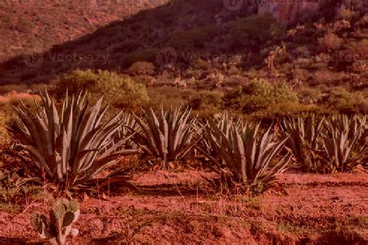 Victoria, 37 — Escort in El Maguey, Mexico