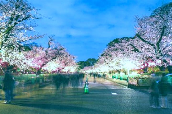 Victoria, 38 — Escort in Koganei, Japan