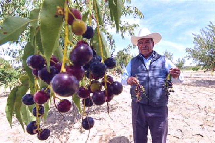 Violet, 24 — Escort in Mesa de Capulines, Mexico