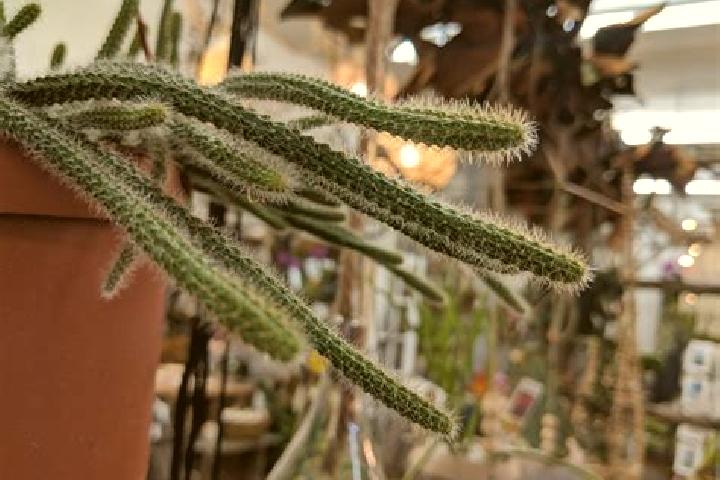 Violet, 27 — Escort in Cactus, United States