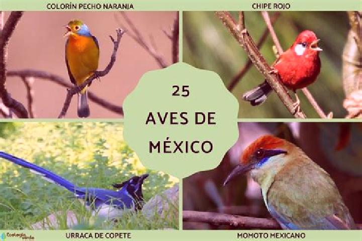 Violet, 27 — Escort in Jicacal, Mexico