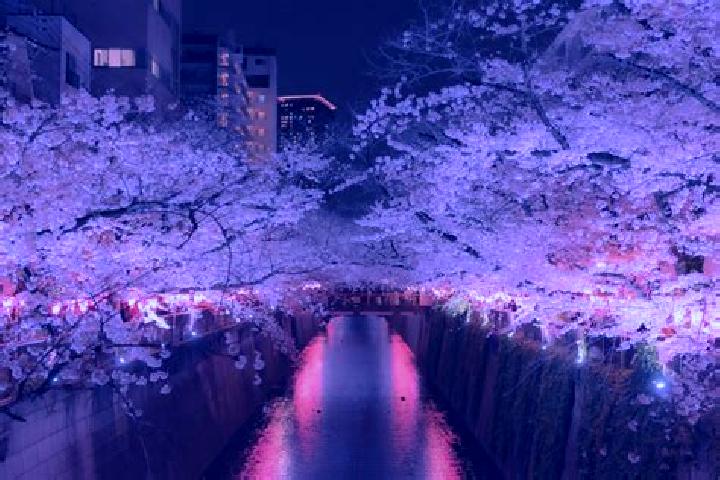 Violet, 27 — Escort in Meguro, Japan