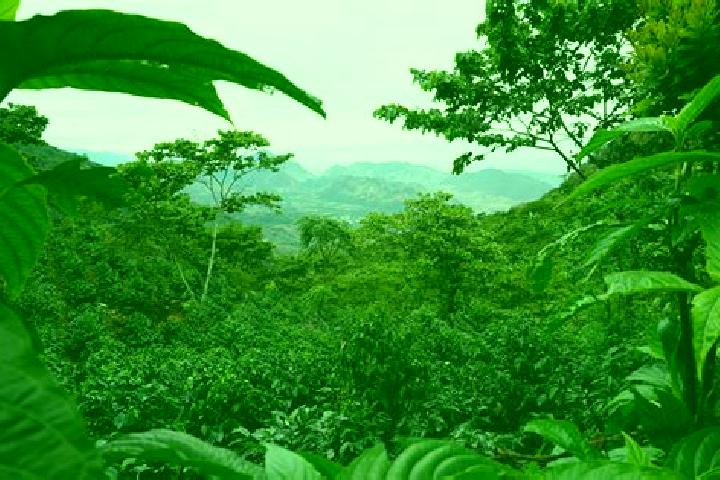 Violet, 29 — Escort in Huehuetenango, Guatemala
