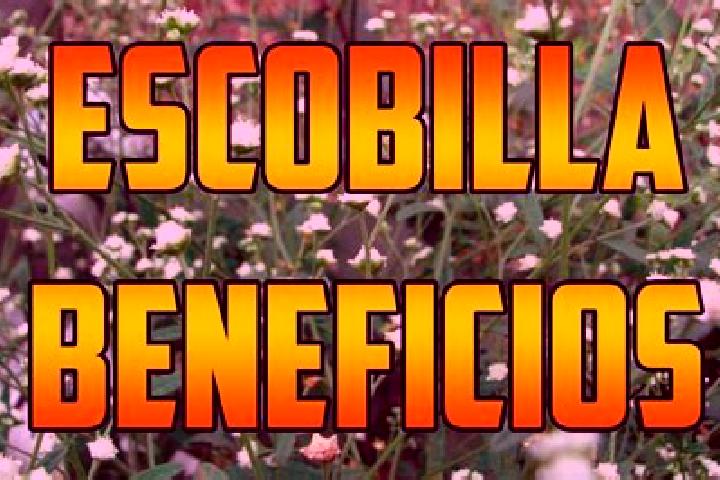 Violet, 30 — Escort in El Escobillo, Mexico