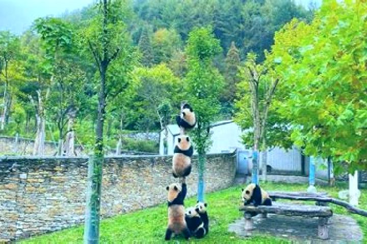 Violet, 30 — Escort in Wolong, China