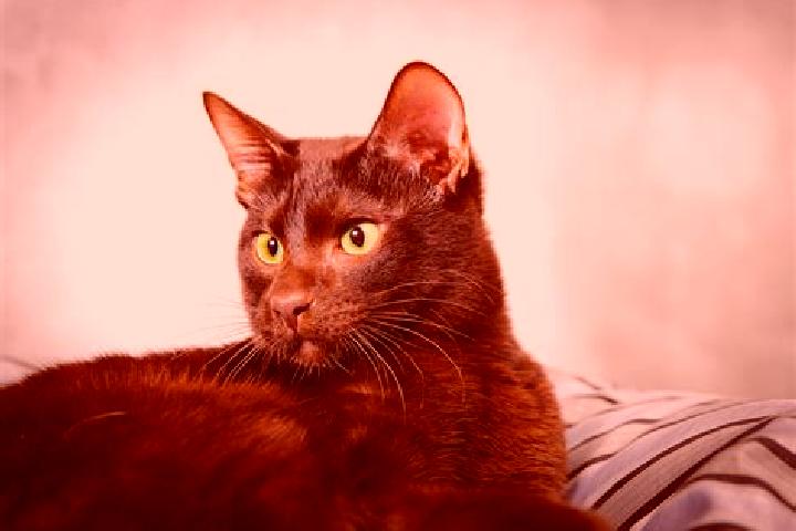 Violet, 31, a black brown-eyed caribbean companion based in Baishuitan. Offering A-Level, BDSM, Party Girl. Available for incall and outcall, day and evening...