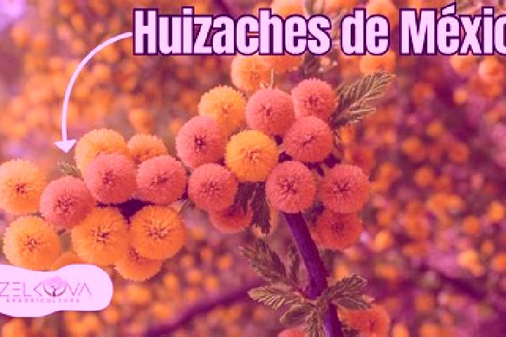 Violet, 32 — Escort in El Huisache, Mexico