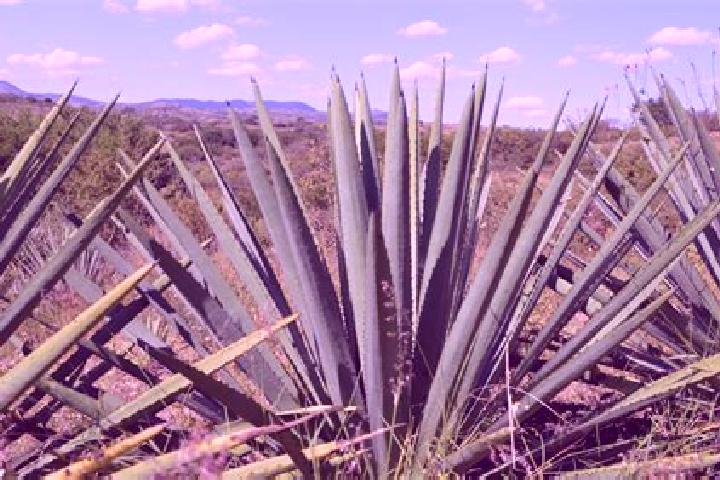 Violet, 32 — Escort in Los Magueyes, Mexico