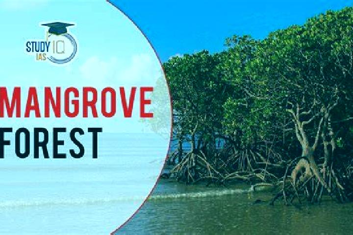 Violet, 32 — Escort in Mangrove Bay, China