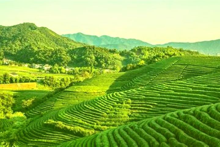 Violet, 33 — Escort in Longjing, China