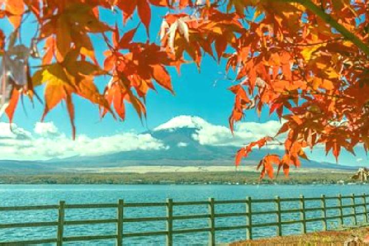 Violet, 35 — Escort in Kuroda, Japan