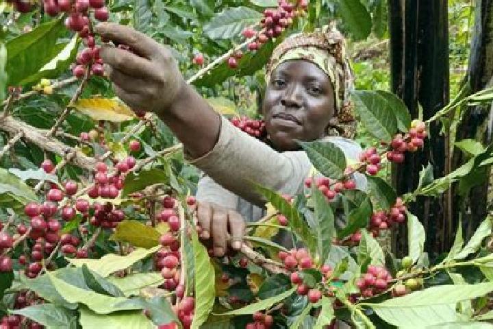Violet, 35 — Escort in Kyegegwa, Uganda