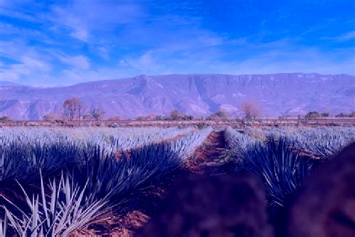 Violet, 36 — Escort in Chimaltitan, Mexico