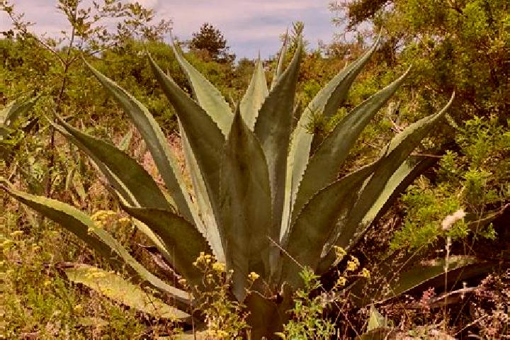 Violet, 36 — Escort in Los Magueyitos, Mexico