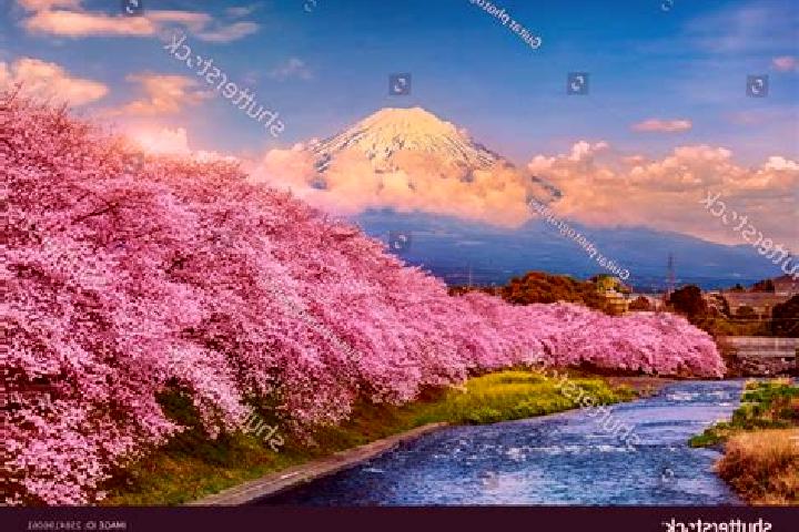 Violet, 36 — Escort in Shizuoka, Japan