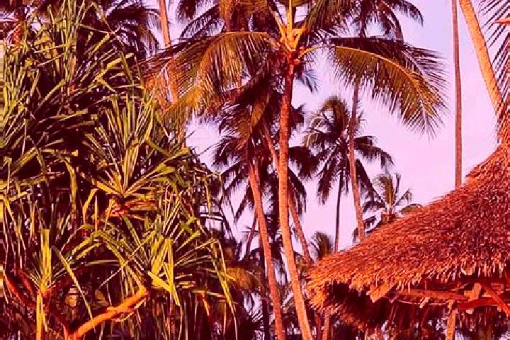 Violet, 38 — Escort in Katumba, Tanzania