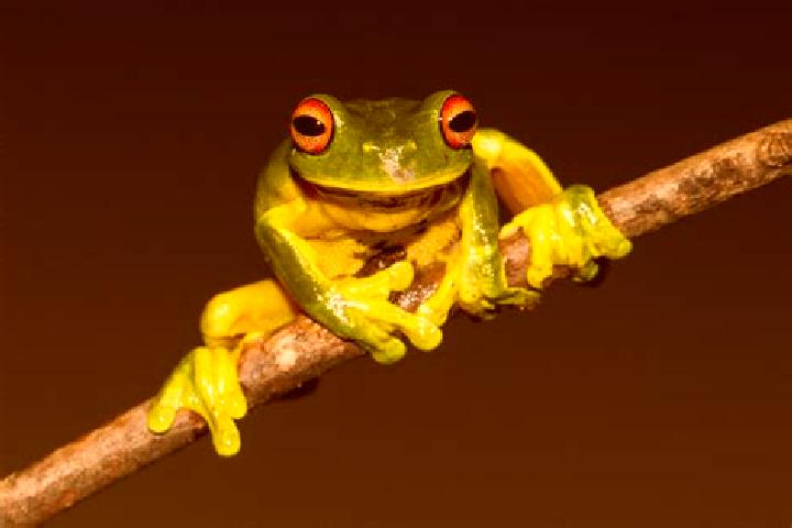 Violet, 39, a red green-eyed slavic companion based in Pessines. Offering Duos, Tantra, A-Level, BDSM. Available for incall and outcall, overnight bookings a...