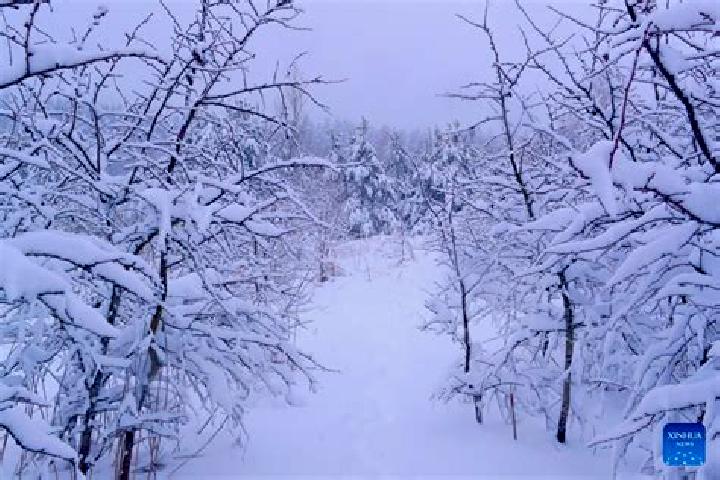 Violet, 39 — Escort in Snow, Belarus
