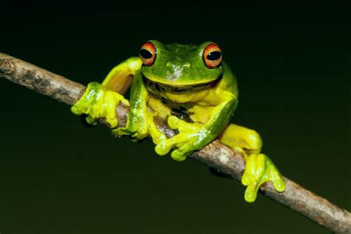 Willow, 20, a red green-eyed european companion based in Alakanuk. Offering 69, OWO, Domination, Travel Companion, Couples. Available for incall and outcall,...