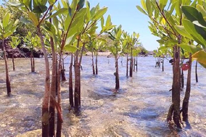 Willow, 20 — Escort in Mangrove Bay, China