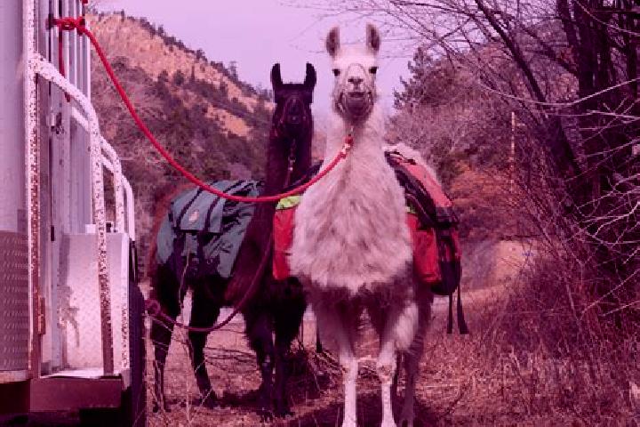 Willow, 21 — Escort in Los Llamas, Mexico