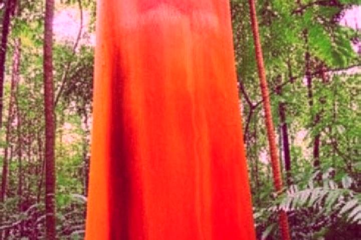 Willow, 22 — Escort in Pau Brasil, Brazil