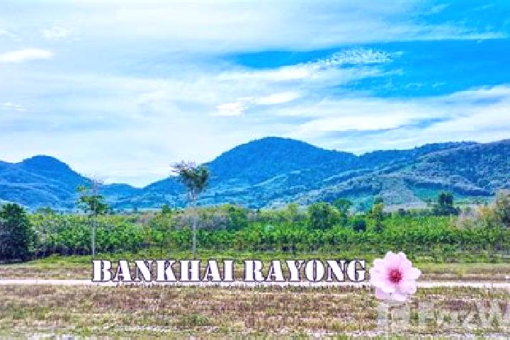 Willow, 23 — Escort in Banghai, China