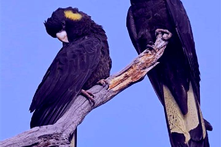 Willow, 23 — Escort in Cockatoo Valley, Australia
