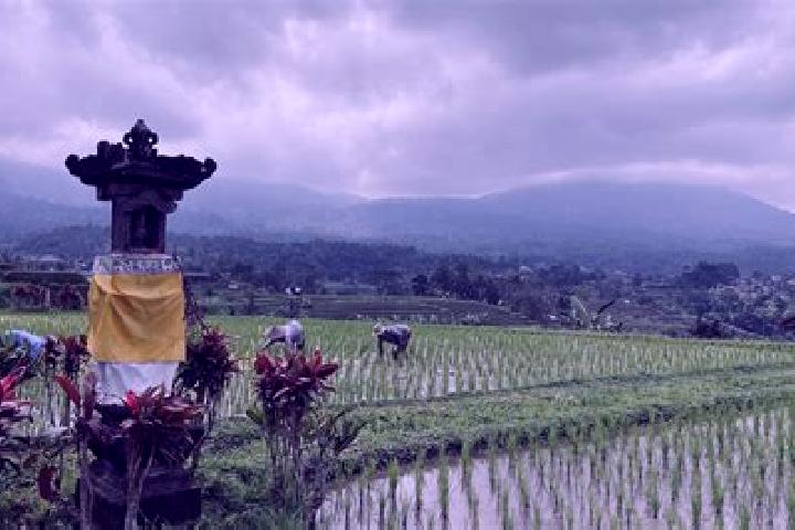 Willow, 24 — Escort in Busungbiu, Indonesia